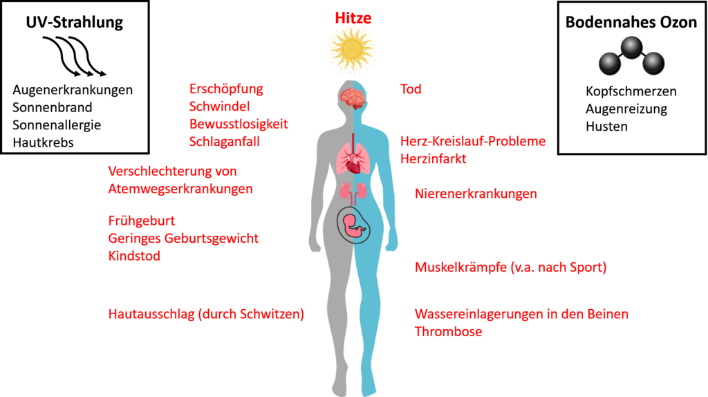Schaubild Einwirkung von Hitze, UV-Strahlung und bodennahem Ozon auf den Körper
